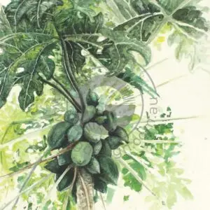 Gudrun Groh Design Pawpaw