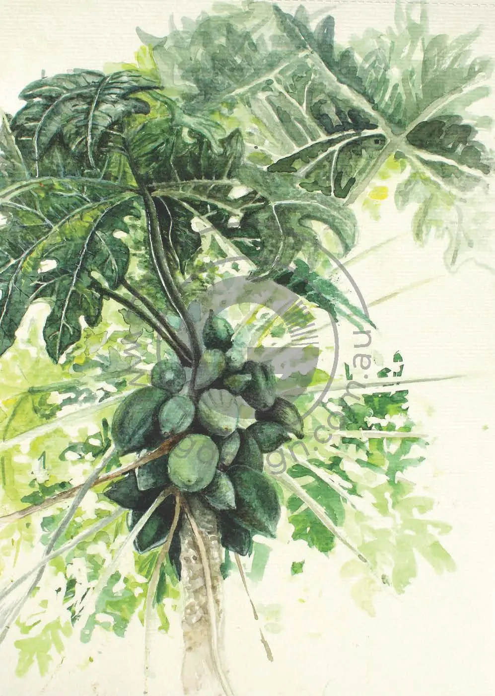Gudrun Groh Design Pawpaw